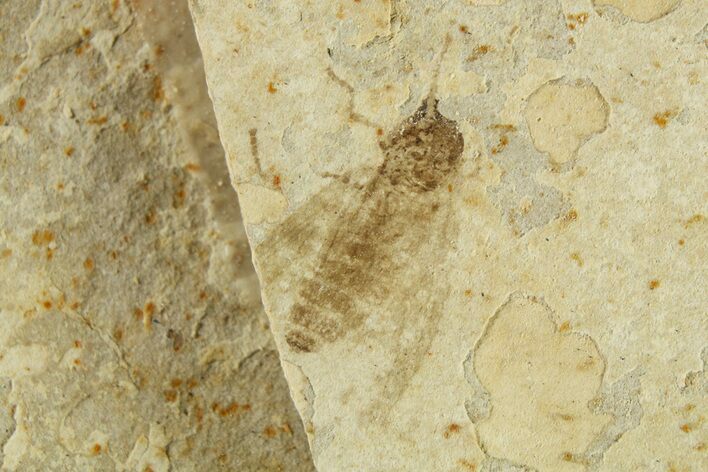 Detailed Fossil Fly (Plecia) With Pos/Neg - France #267649